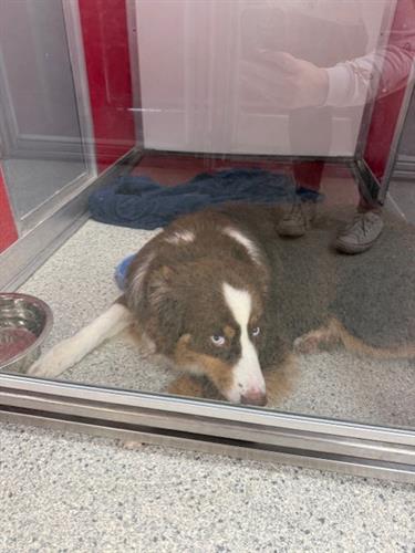 Bogen in his kennel for dinner time. 