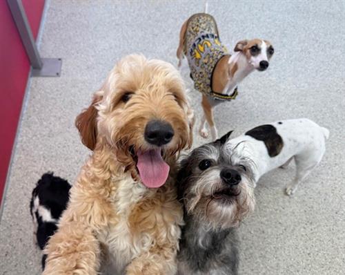 Chewy, Tiki, Morphia, and friends in the small pup playroom.