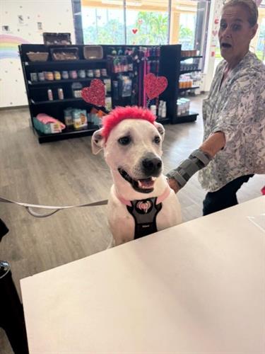 Gracie being festive at our 2/15 open house.