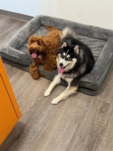 Gracie and Teddy (our OM's pup) relaxing up front with the managers!