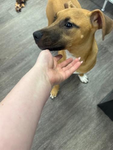 Pablo is a 6 month old puppy who comes to play in our doggie daycare!