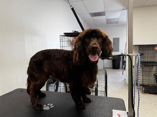 Wilson came to get a Boykin Spaniel special (breed-specific haircut)!