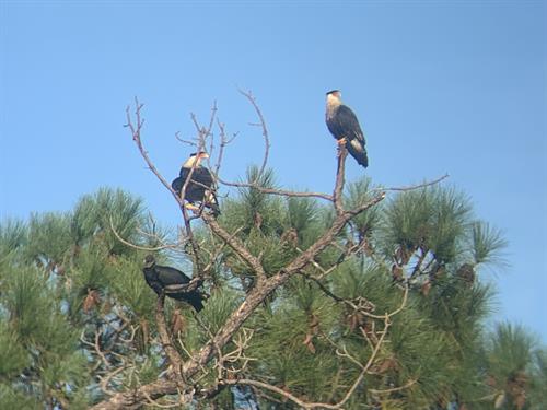 Crested caracara