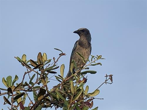 Florida scrub jay