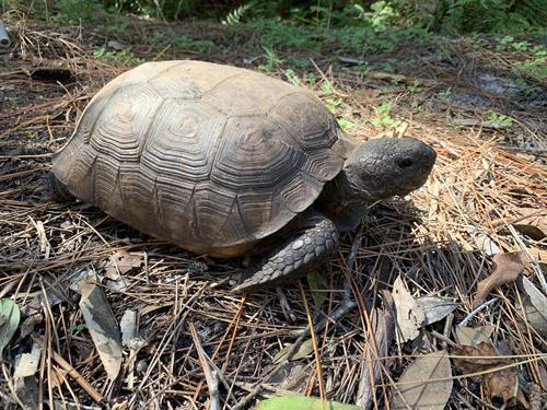 Gopher tortoise