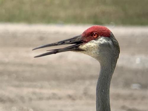 Sandhill crane