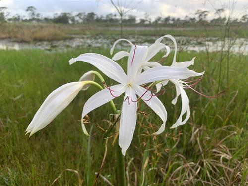 Swamp lily