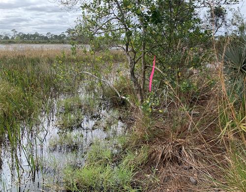 Wetland delineation