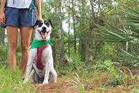 MARTIN COUNTY OFFICE OF TOURISM & MARKETING CELEBRATES WORLD WILDLIFE CONSERVATION DAY WITH NEW B.A.R.K. RANGER PROGRAM FOR FOUR-LEGGED VISITORS