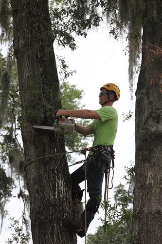 Duffey Tree Care removing oak tree
