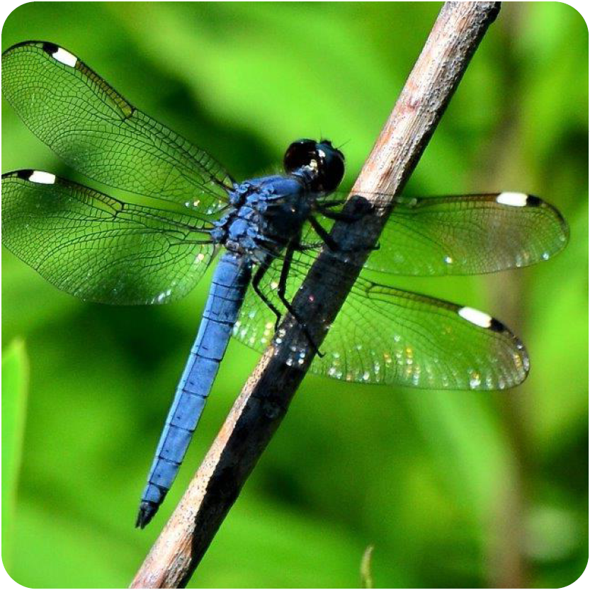 昆虫 Insect Ladybird dragonfly bee 10点 579 昆虫 Insect Ladybird dragonfly bee 10点 579
