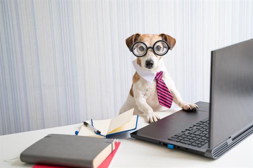 Gallery Image Dog-at-desk.jpg