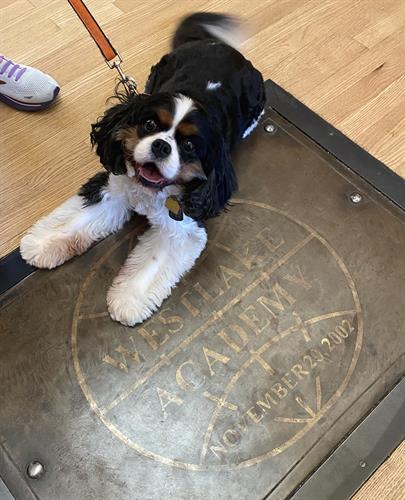 Buddy loves serving at Westlake Academy!