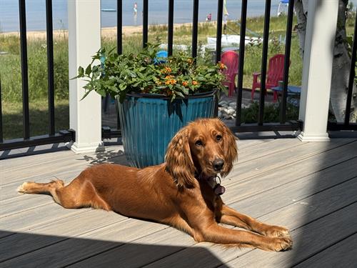 Maizey