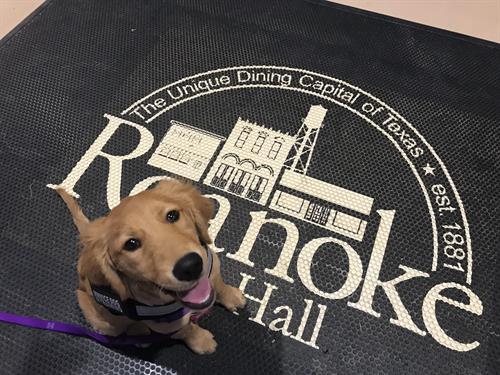 Selah practicing Loose Leash Walking at Roanoke City Hall.