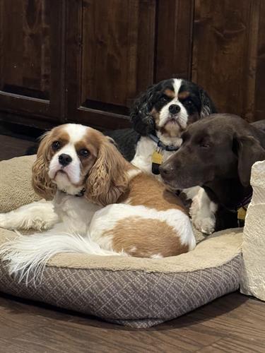 Max, Buddy, and Kona