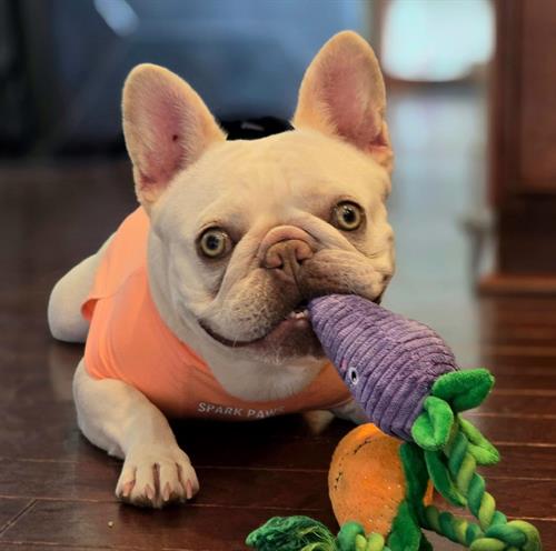 Pugsley, futureTherapy Dog.