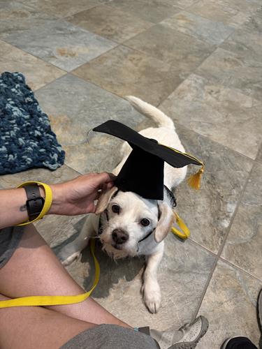 Dex graduated from Therapy Dog Workshop