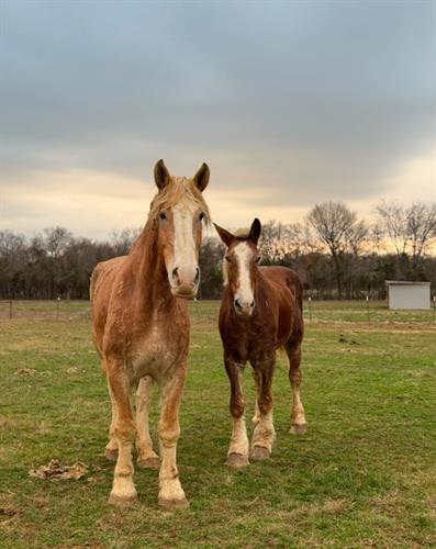 Saved draft horses