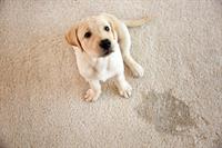 Pet stain & odor removal