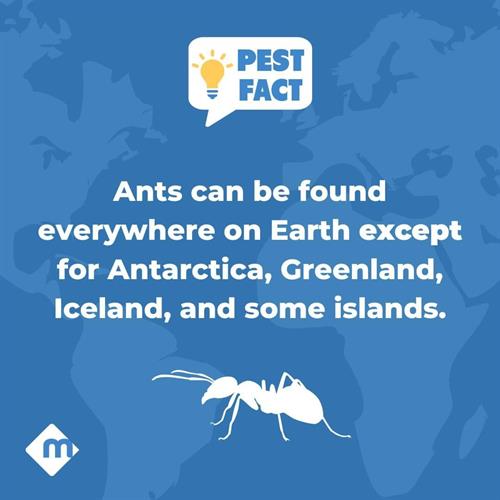 Pest Fact: Ants
