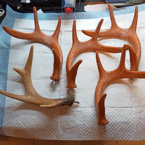 Original and four replacement antlers for the Campbellford Christmas Parade