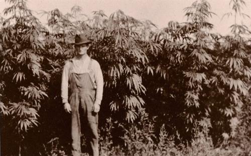 Kentucky Hemp Farmer 