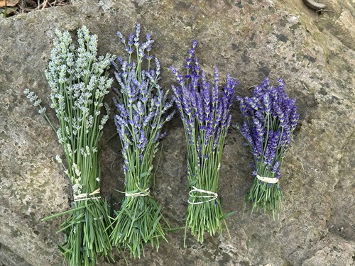 Gallery Image sam%E2%80%99s_lavender_-_1_of_1.jpeg