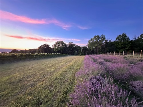 Gallery Image sam%E2%80%99s_lavender_-_2_of_3.jpeg