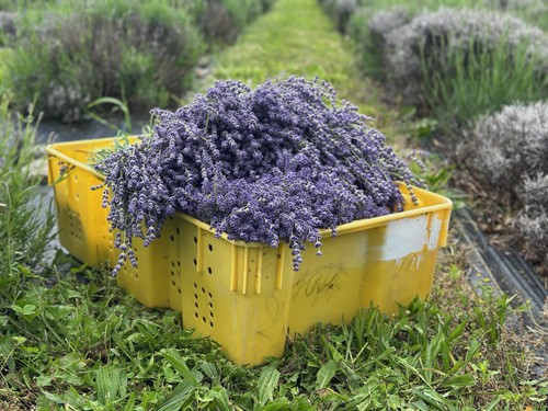 Gallery Image sam%E2%80%99s_lavender_-_3_of_3.jpeg