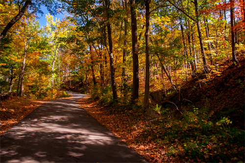 fall foliage 