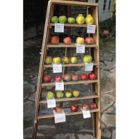 Folk Art Guild holds Open House and Apple Festival 