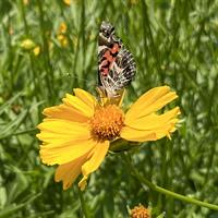 Nature Stewards Field Day