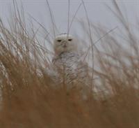 Snowy Owls, Wildlife, & Nantucket Sound