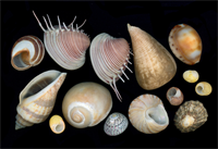 " HISTORY ON TAP: SHELLS OF EVERYDAY WORLD"