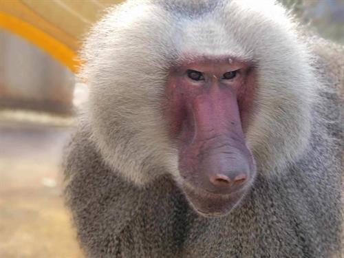 Scotty is a Hamadryus baboon who loves meeting new people at SPS.
