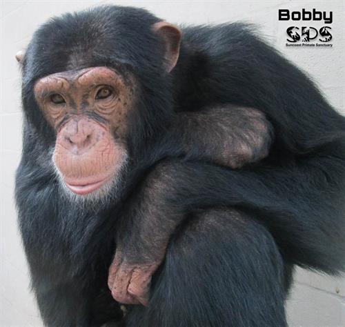 Bobby, a chimpanzee, loves playing with his toys.