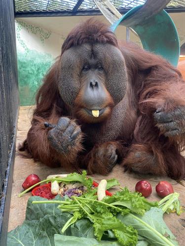 Pongo, a male orangutan, enjoys a lunch of fresh vegetables.