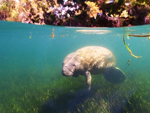 Underwater and nature photography demonstrating expertise in challenging aquatic environments. Specializing in wildlife photography that tells powerful conservation stories. Underwater and nature photography demonstrating expertise in challenging aquatic environments. Specializing in wildlife photography that tells powerful conservation stories.