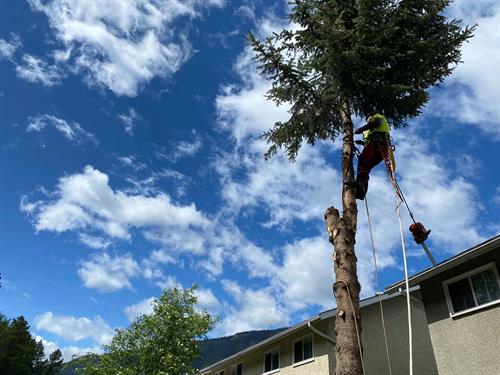 Tree removal services in Cranbrook and area.