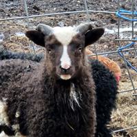 JK Evergreen Ranch & Driftless Woolen Mill Tour