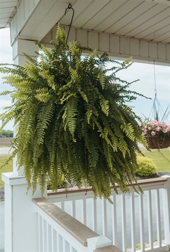 Tami’s famous ferns