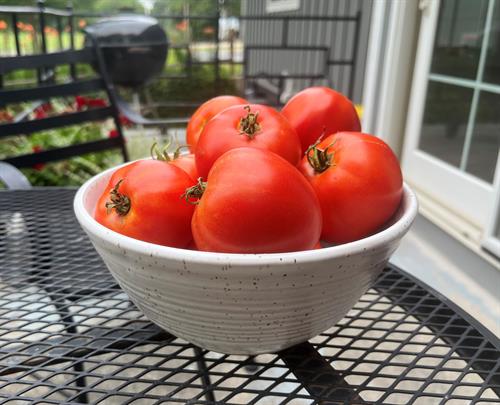 fresh picked tomatoes in white serving bowl