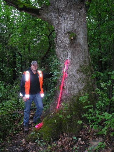 Land Surveying Services - Bearing Tree
