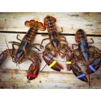 Mini Lobster Season 2017