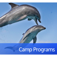 Seaquarium Day Camp