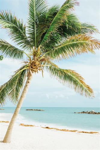 Miami tropics