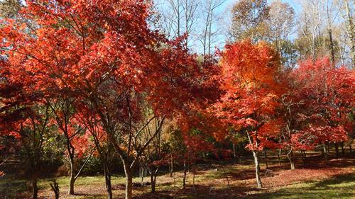 Some of the large specimen Japanese Maples available at Shearouse Nursery 