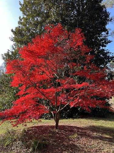 If you're looking for a specimen Japanese Maple tree, contact Shearouse Nursery!