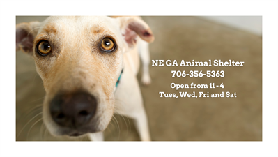 NEGAS (Northeast Georgia Animal Shelter)